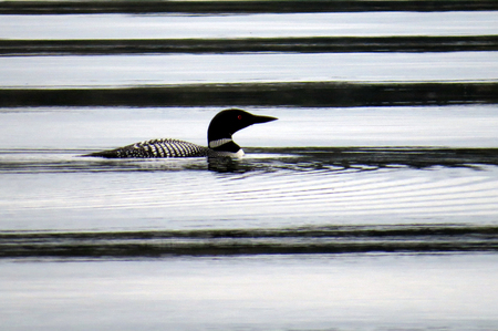Common Loon swimming in black striped water pattern in Nevis, Minnesotaの写真素材