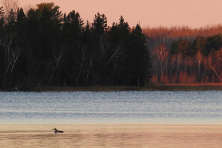 Common Loon  with beautifully layered colors of a Minnesota lake at sunriseの写真素材