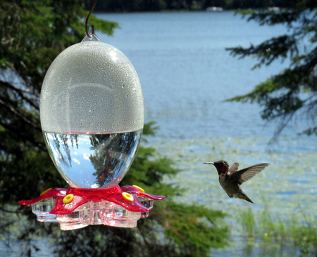 Hummingbird flying toward feeder with Minnesota lake in backgroundの写真素材