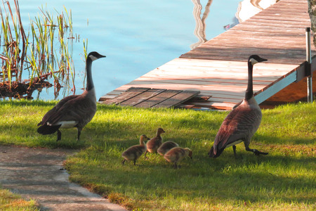Family of Canada Canadian geese with goslings in Minnesota near a lake and dock.の写真素材