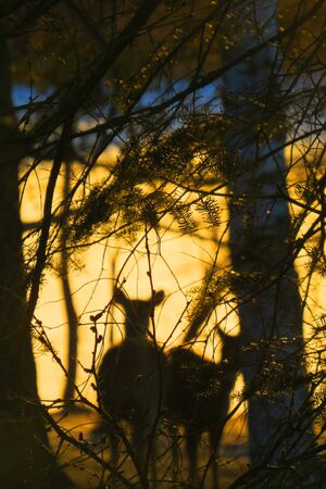 Pair of white tailed deer silhouetted against a golden sunrise in the woods.の写真素材