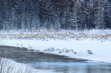Trumpeter Swans on snowy river in Nevis, Minnesotaの写真素材