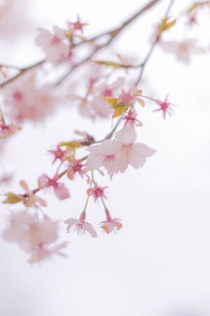 Cherry blossoms in Koganei Parkの写真素材