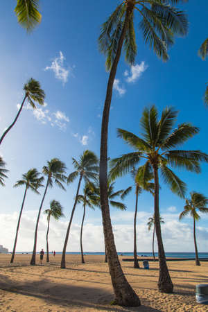 Gajumaro trees and beaches in Ala Moana Park, Hawaiiのeditorial素材