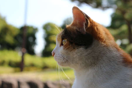 pretty wild cat at the parkの写真素材