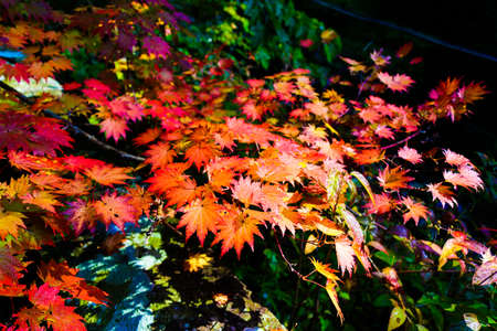Maple leaves in autumn