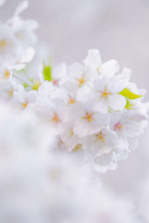 Cherry blossoms at the parkの写真素材