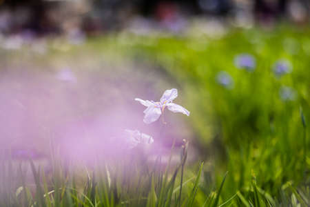 Iris flowers in rainy season