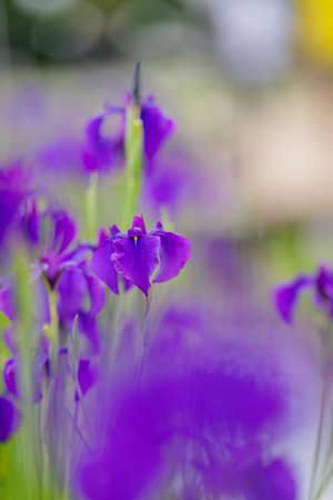 Iris flowers in rainy season