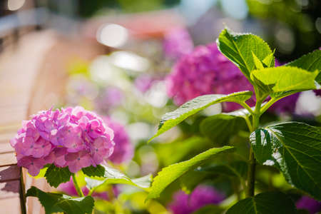 hydrangea flowersの写真素材