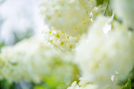 hydrangea flowers