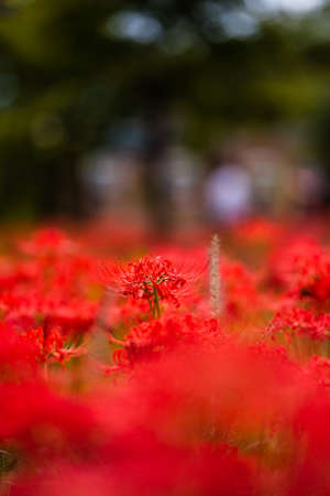 Spider lily flowers with blur background.の写真素材