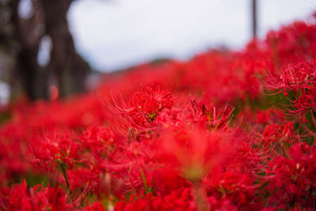 Spider lily flowers with blur background.