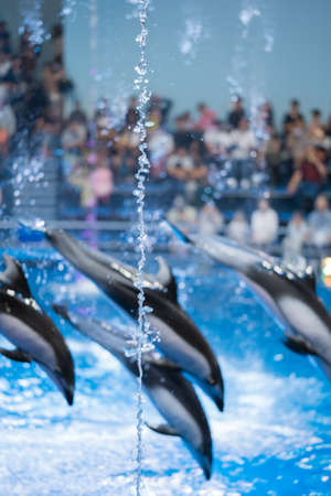 Dolphin show
