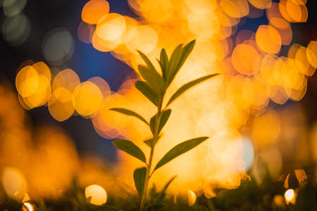Illuminated Christmas lights around Shinjukuの写真素材