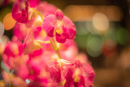 Illuminated Christmas lights around Shinjukuの写真素材