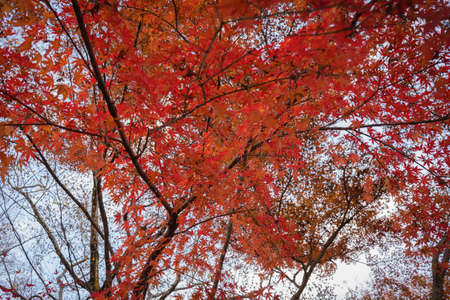 Autumn view in the park