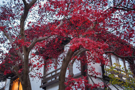 Autumn mood in the parkのeditorial素材