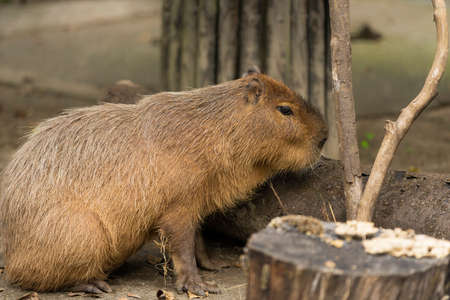 Mara in the Zooの写真素材