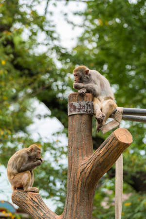 Japanese macaques in the zooの写真素材