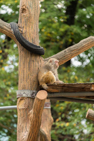 Japanese macaques in the zooの写真素材