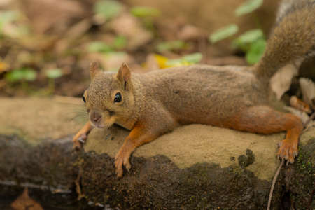 Squirrels in the Zooの写真素材