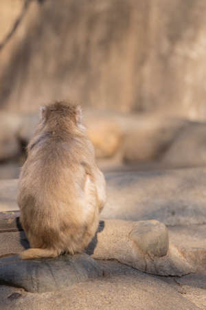 Japanese macaques in the zooの写真素材