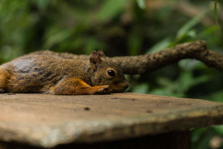 Squirrels in the Zooの写真素材