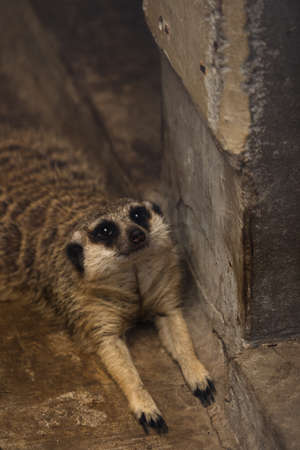 Meerkat in the Zooの写真素材