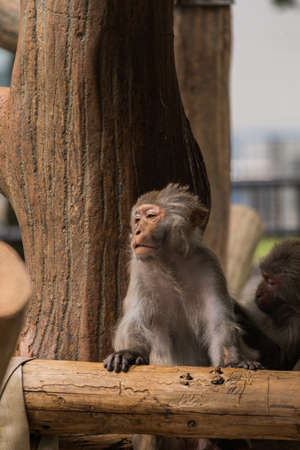 Japanese macaques in the zoo