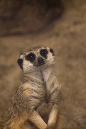 Meerkat in the Zoo