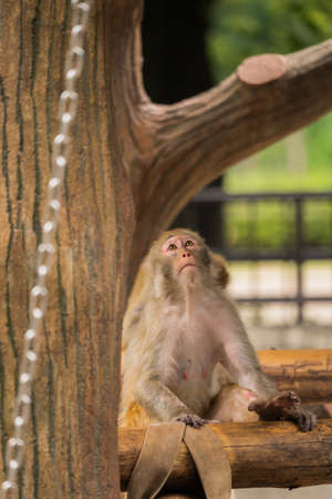 Japanese macaques in the zoo