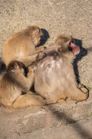 Japanese macaques in the zooの写真素材