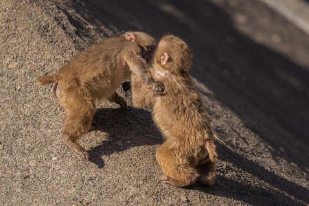 Japanese macaques in the zooの写真素材