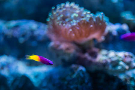 Tropical fish in the aquariumの写真素材
