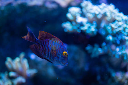 Tropical fish in the aquariumの写真素材