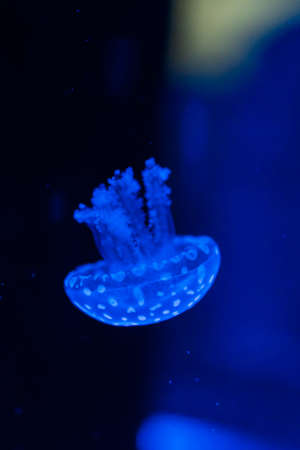 Jellyfish in the Aquariumの写真素材