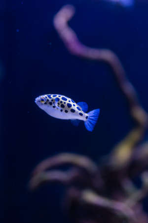 Tropical fish in the aquariumの写真素材