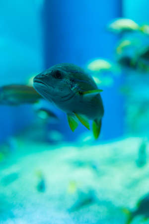 Fish in the Aquarium