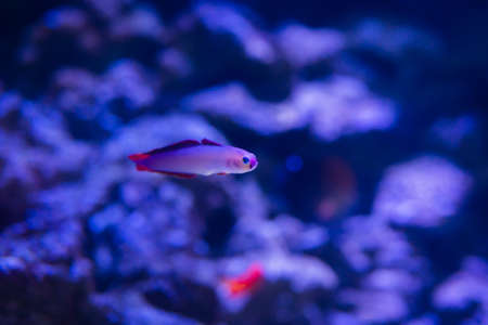 Tropical fish in the aquariumの写真素材