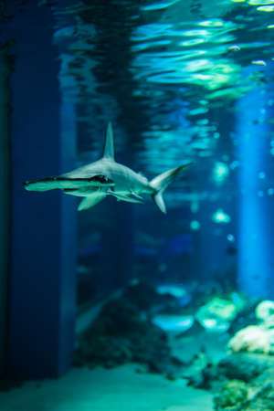 Aquarium's sharkの写真素材