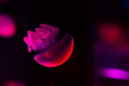 Jellyfish in the Aquariumの写真素材