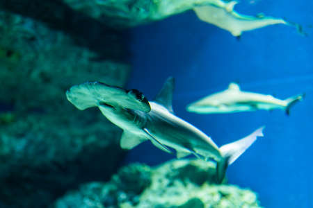 Aquarium's sharkの写真素材