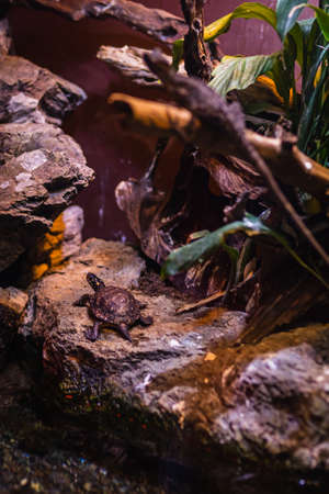 Turtles in a reptile tankの写真素材