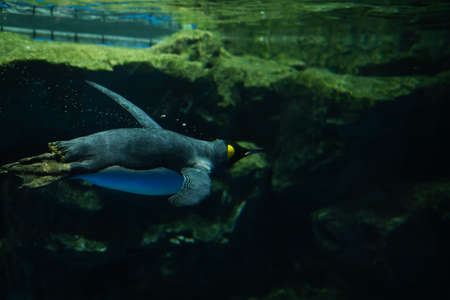Penguins in the Aquariumの写真素材