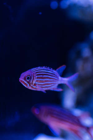 Tropical fish in the aquariumの写真素材