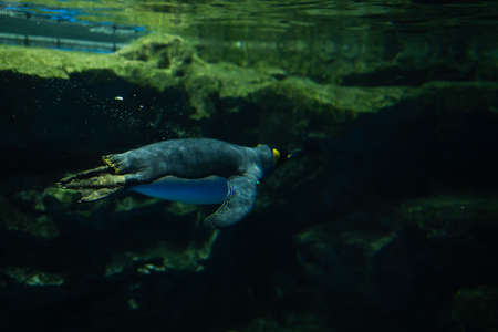 Penguins in the Aquariumの写真素材