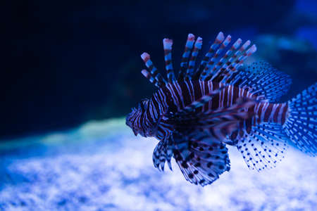 Tropical fish in the aquariumの写真素材