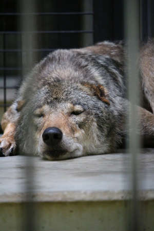 Japanese wolves in the zoo