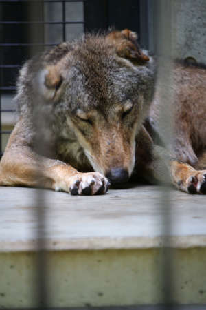 Japanese wolves in the zoo